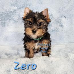 Zero - Black and tan male Yorkshire Terrier puppy in Adair, Oklahoma from Phillippe's Puppy Paws