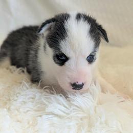 Reba - Black and white female Siberian Husky puppy in Hebron, Kentucky from Glacier Run Huskies