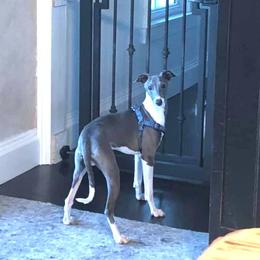 Sache' - Italian Greyhound