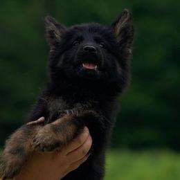 Diablo - Black and tan male German Shepherd puppy in Youngsville, North Carolina from Di casa Esperanza
