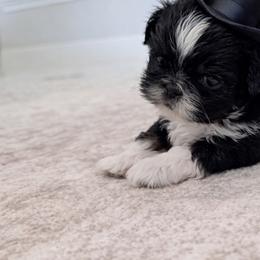 Shih Tzu Puppies from Furbourne Farms