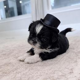 Shih Tzu Puppies from Furbourne Farms