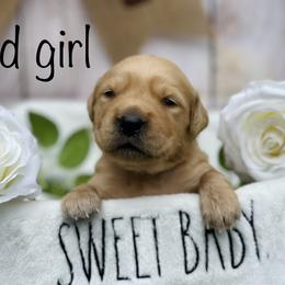 Golden Retriever Puppies from All shades Golden
