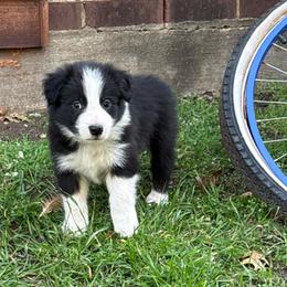 Han - Black and white male Border Collie puppy in Mckinney, Texas from Border Collies of Ruidoso
