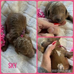 Sky - Red  female Poodle puppy in Mount Vernon, Illinois from AMC Poodles