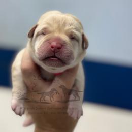 Pink - Yellow female Labrador Retriever puppy in Beaverdam, Virginia from Riverside Sunset Labrador Retrievers
