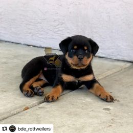 Rottweiler Puppies from Black Diamond Excellence Rottweilers