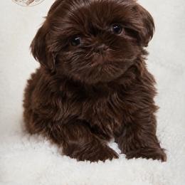 Oklahoma City - Liver female Shih Tzu puppy in Texas from Little Foot Paws 🐾