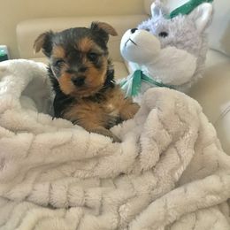 Morkie puppies from Supreme Pups