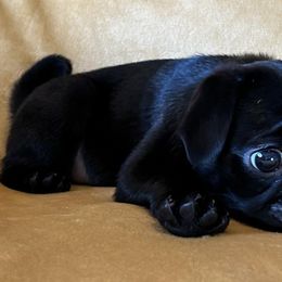 Pugs from Kansas Pugs