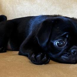 Pugs from Kansas Pugs