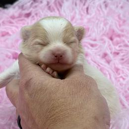 Lychee - Cream parti female Pomeranian puppy in Franklin, North Carolina from A&J Cutie Pawtooties