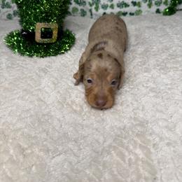 Dachshund Puppies from 208 Weenies