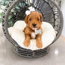 Cilantro - Red  female Goldendoodle puppy in West Haven, Utah from Split Mountain Doodles