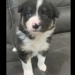 ACE - Border Collie puppy in Jonesboro, Arkansas from Hampton Border Collies