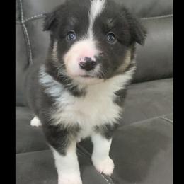 ACE - Border Collie puppy in Jonesboro, Arkansas from Hampton Border Collies