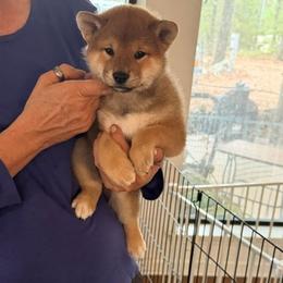 Shiba Inu puppies from K-Bar Shibas