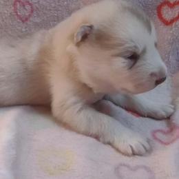 Sofie, white collar - Red and white female Alaskan Malamute puppy in Grayson County, Virginia from River Bend Malamutes