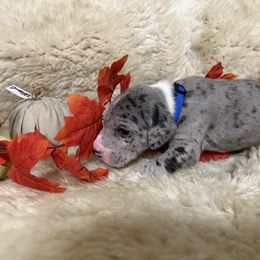 Boy 2 merle light green collar - Merle male Great Dane puppy in Plumstead Township, Pennsylvania from Gresko Danes