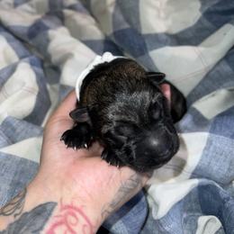 White Collar Sable Male - Paschal - Sable male German Shepherd puppy in Adelanto, California from Würdighaus Kennels