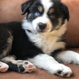 Miniature Australian Shepherd Puppies from Bishop Aussies
