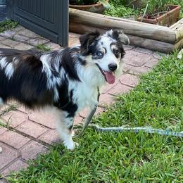 Miniature American Shepherd Puppies from Fuzzbottom Miniature American Shepherd