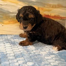 Girl 3 Aussie Doodle - Black female Miniature Australian Shepherd puppy in Pensacola, Florida from TNT MINI AUSSIES