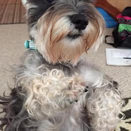 Miniature Schnauzers from Sentelle Schnauzers