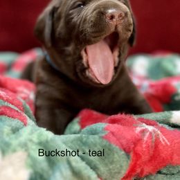 Buckshot - Chocolate Labrador Retriever puppy in Sandpoint, Idaho from Allen Sunnyside AKC Labs