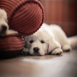 Cavalier King Charles Spaniel and Golden Retriever Puppies from Tsarevich Goldens and Cavaliers