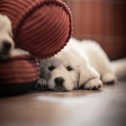 Cavalier King Charles Spaniel and Golden Retriever Puppies from Tsarevich Goldens and Cavaliers