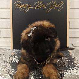 Story - Sable female German Shepherd puppy in Tippecanoe, Indiana from Mächtiger Barkerheim