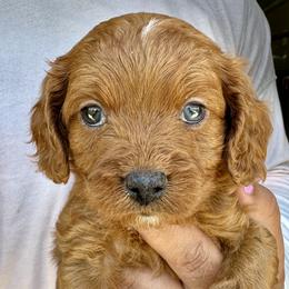 Amos - Red male Cavapoo puppy in Boardman, Ohio from Taliaferro Kennel