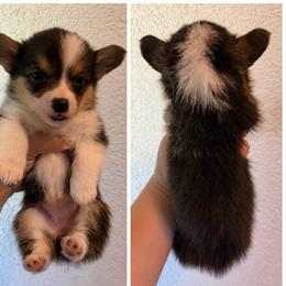 Girl 1 - Black and tan female Pembroke Welsh Corgi puppy in Helmville, Montana from Calie’s Corgis