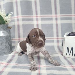 Boy 4 - Liver roan German Shorthaired Pointer puppy in New Kent, Virginia from Stevens Shorthairs