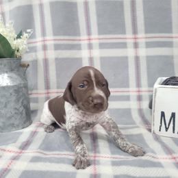 Boy 4 - Liver roan German Shorthaired Pointer puppy in New Kent, Virginia from Stevens Shorthairs