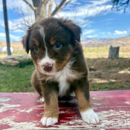 Cash - Red tri-color male Australian Shepherd puppy in Preston, Idaho from KC Bar Ranch Aussies