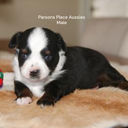 BLUE EYES - Black tri male Toy Australian Shepherd puppy in Chandler, Oklahoma from Parsons Place Aussies