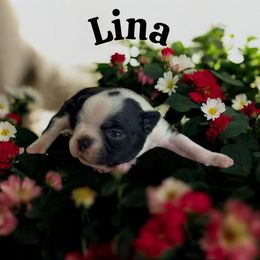 Lina (AKC) - Black and white female Boston Terrier puppy in Galt, California from Monkey Biz Bostons