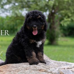 Ginger - Dark Phantom Female - Most Loving, Laid Back Girl with Stocky Build - Phantom female Bernedoodle puppy in Eureka, Illinois from Joley Aire Family Dogs
