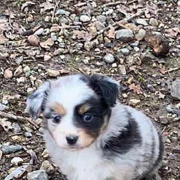 Girl 2 - Miniature Australian Shepherd puppy in Shingletown, California from Whiskeytown Aussies