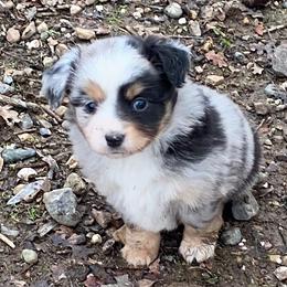 Girl 2 - Miniature Australian Shepherd puppy in Shingletown, California from Whiskeytown Aussies