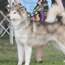 ZZ - Alaskan Malamute
