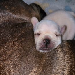 Bullmastiffs and French Bulldogs from Jaded French Bulldogs and Bullmastiffs