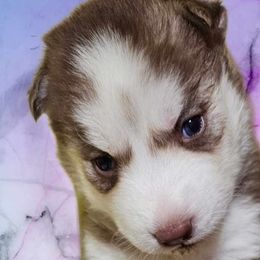 Siberian Huskies from Blue Moon's Huskies