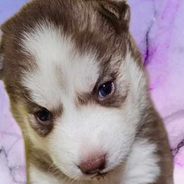 Siberian Huskies from Blue Moon's Huskies
