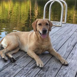Labrador Retrievers from Kelley Hall's Labrador Retrievers