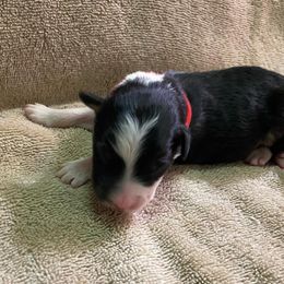 Girl 1 went home 4-9-23 - Black Australian Shepherd puppy in Williams, Arizona from Aussie Mesa Ranch