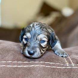 Bayou - Cream male Dachshund puppy in Hornbeck, Louisiana from A&Z Mini Dachshunds