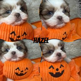Hazel - Liver and white female Shih Tzu puppy in Coolidge, Arizona from Shih Tzu’s  ‘N’ Love